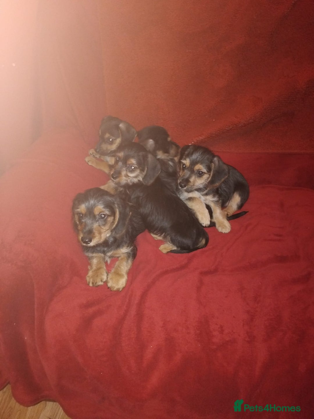 Mixed Breed dogs for sale: dachshund maltese mix - Image 5