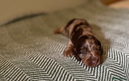 Miniature Dachshund dogs for sale: KC Long haired miniature dachshund puppies - Image 4