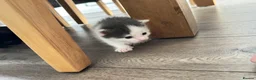 Domestic Shorthair cats for sale: Kittens - Advert 19
