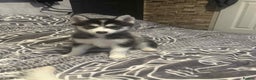 Pomsky dogs for sale: F4 Puppy pomsky  - Advert 2