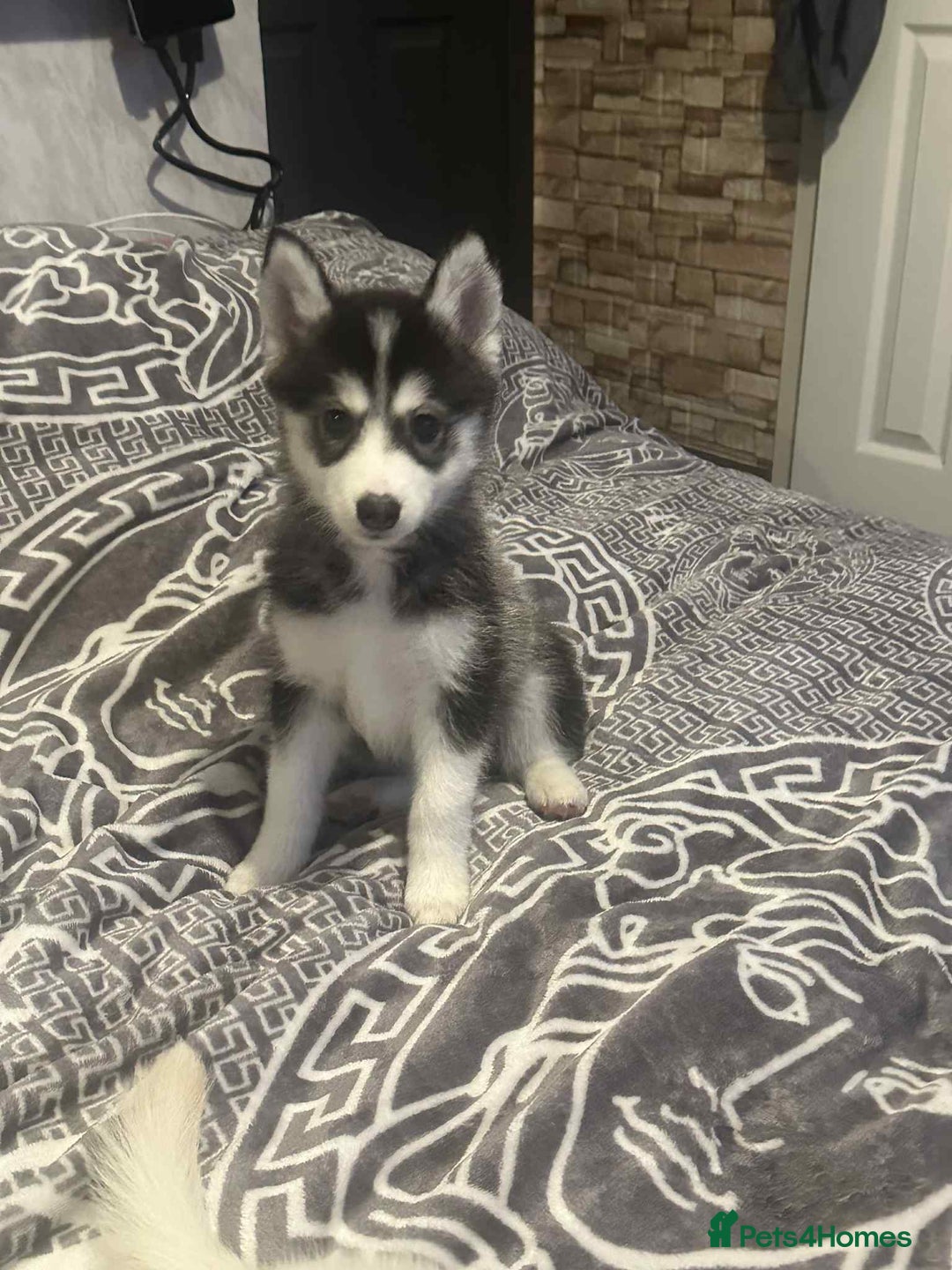 Pomsky dogs for sale: F4 Puppy pomsky  - Advert 2