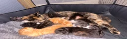 Mixed Breed cats for sale: 2 little girl kittens in Spalding - Advert 1