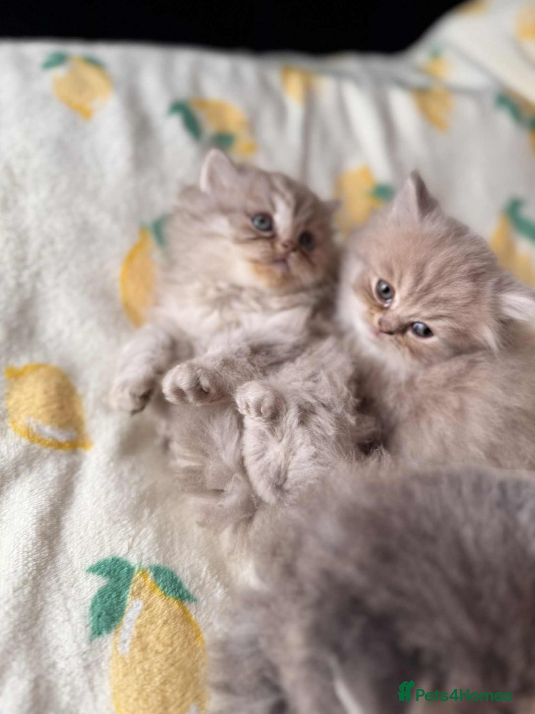 British Longhair cats for sale: British long hair kittens - Image 4