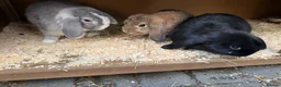 English Lop rabbits for sale: Baby rabbits & adult rabbit for sale  - Advert 2