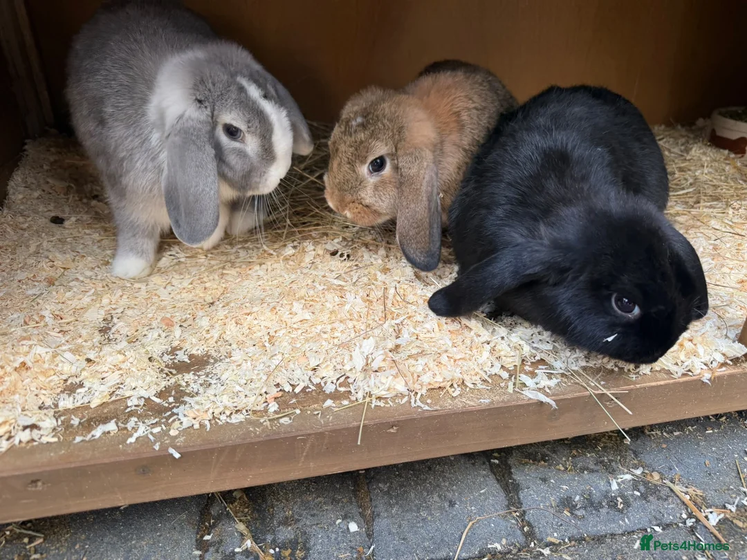 English Lop rabbits for sale: Baby rabbits & adult rabbit for sale  - Advert 2