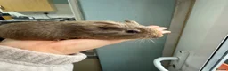 Guinea Pig rodents for sale: 2 beautiful baby boy guinea pigs  - Advert 8
