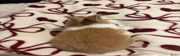 Mixed Breed rabbits for sale: Rabbits aged 5 weeks currently in Portsmouth - Advert 19