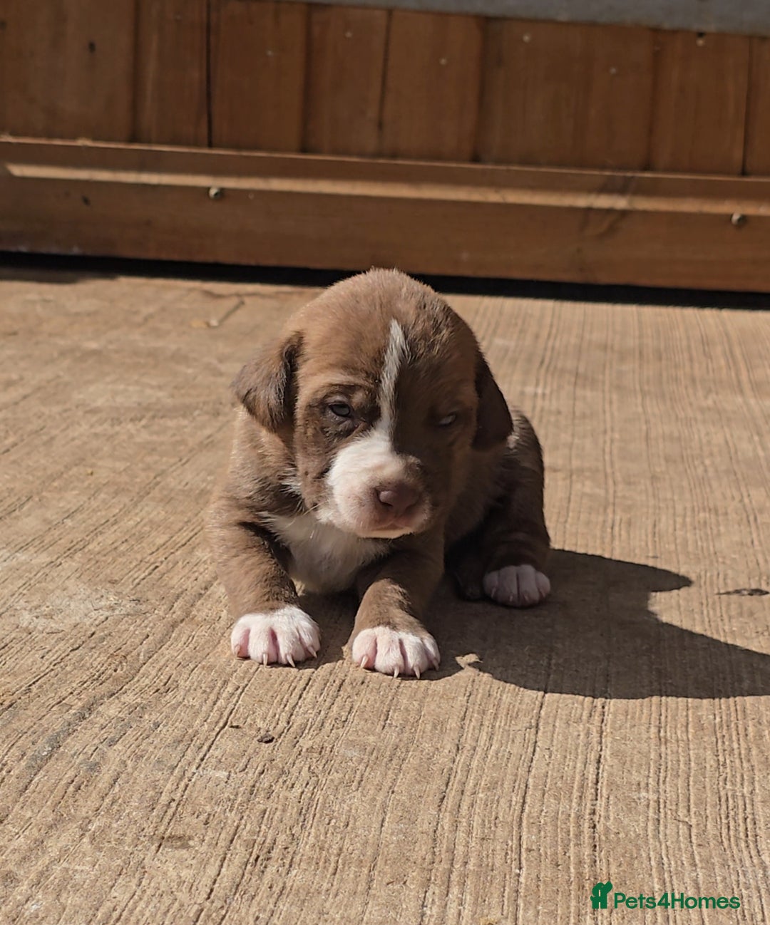 Cane Corso dogs for sale: Beautiful Italian Mastiff available - Image 7