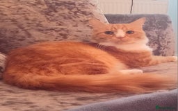 Maine Coon cats for sale: Maine Coone X ginger kittens v friendly & loving - Image 4