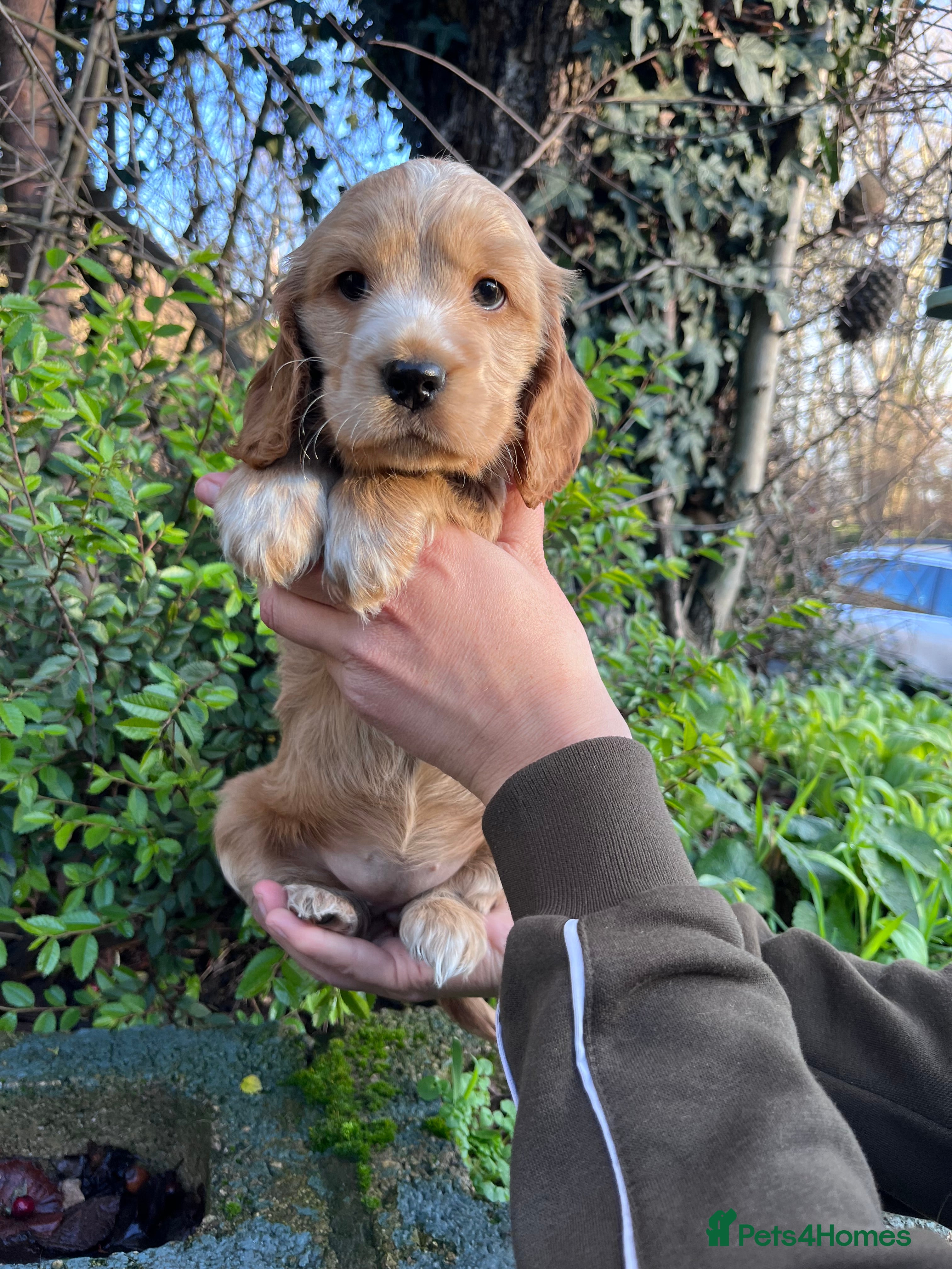 Cocker Spaniel dogs KC registered Health tested Show cocker spaniels - Advert 1