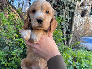 Cocker Spaniel dogs KC registered Health tested Show cocker spaniels - Advert 4