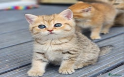 British Shorthair cats for sale: Tica reg Golden Shaded British shorthair kittens. - Image 2