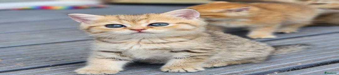 British Shorthair Kitten 1