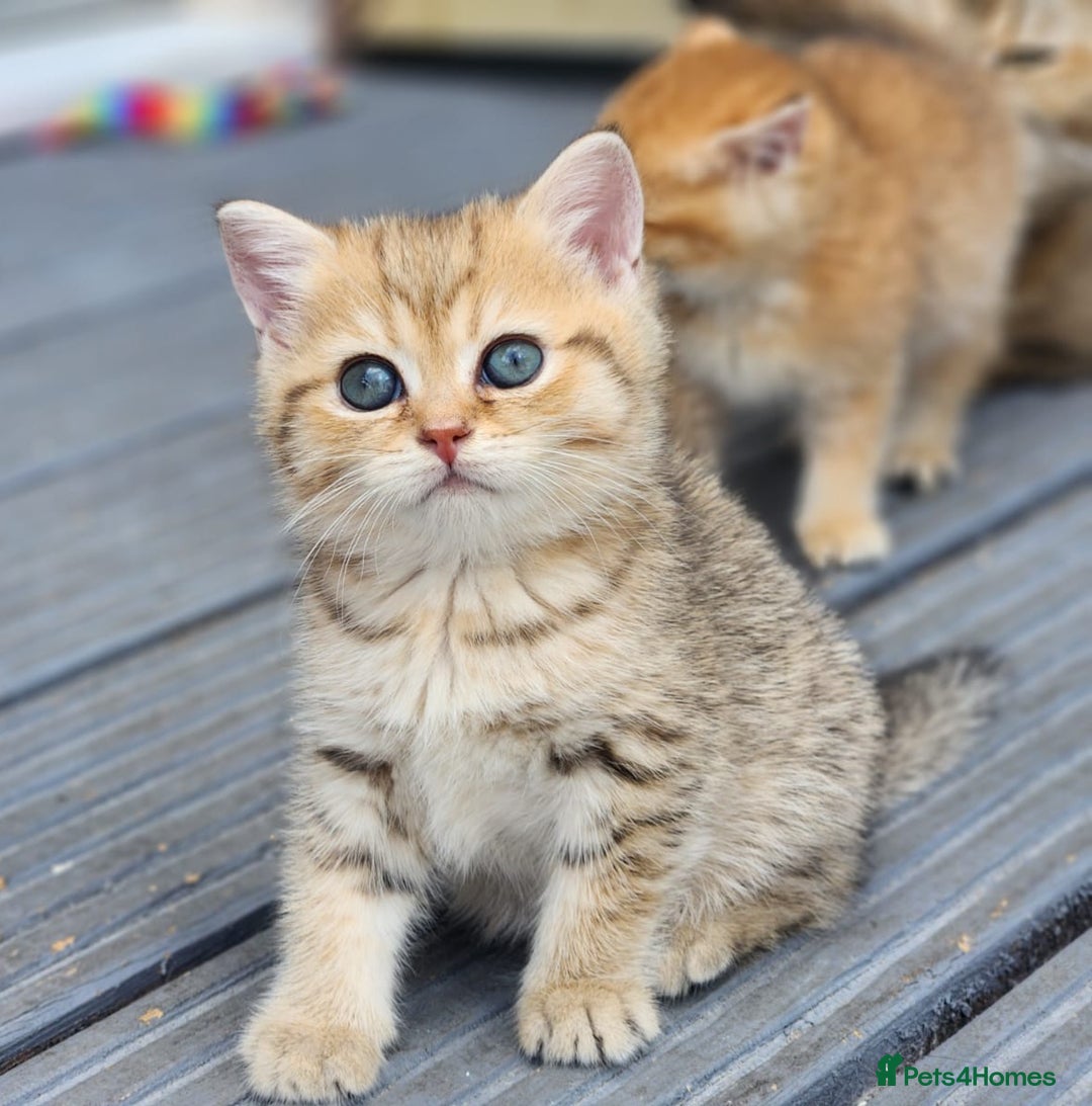 British Shorthair cats for sale: Tica reg Golden Shaded British shorthair kittens. - Image 2