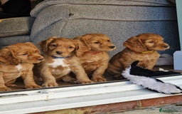Cocker Spaniel dogs for stud: Fully health tested dark red working cocker stud - Image 8