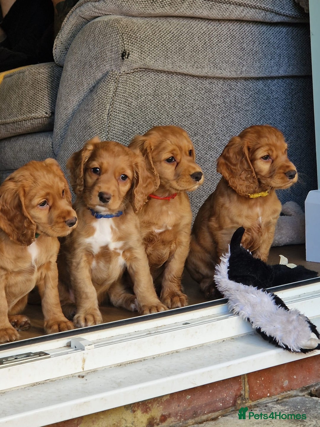 Cocker Spaniel dogs for stud: Fully health tested dark red working cocker stud - Image 8