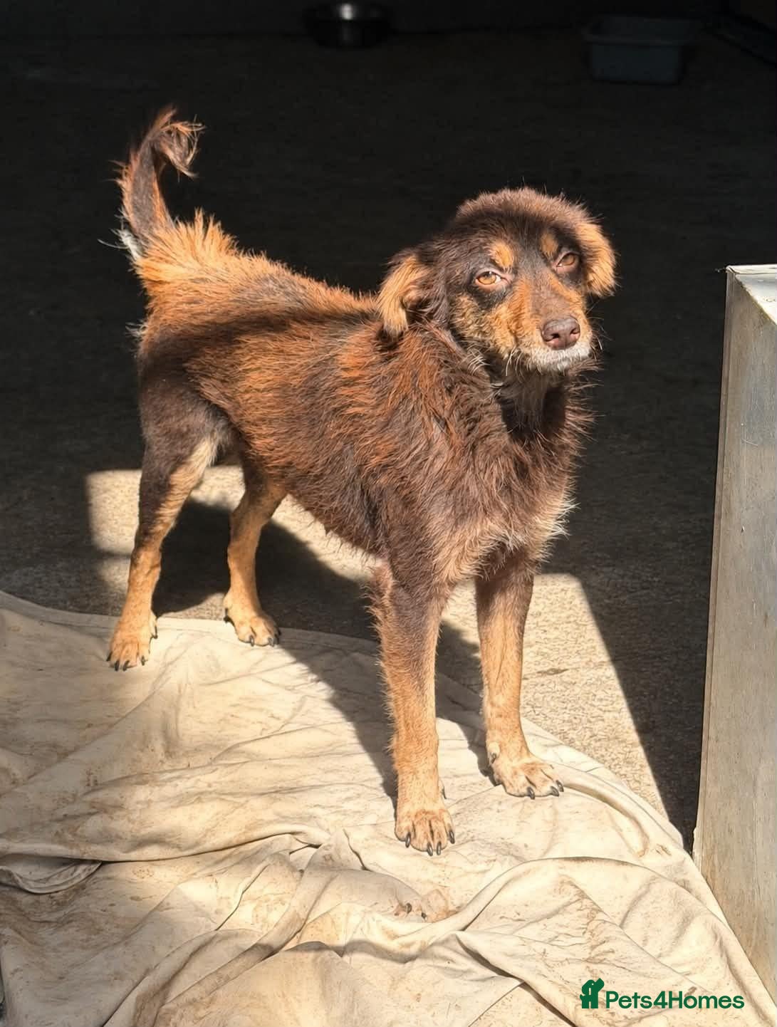 Mixed Breed dogs for adoption: Dizzy, 3-4 yrs old approx. Available for adoption. - Advert 2