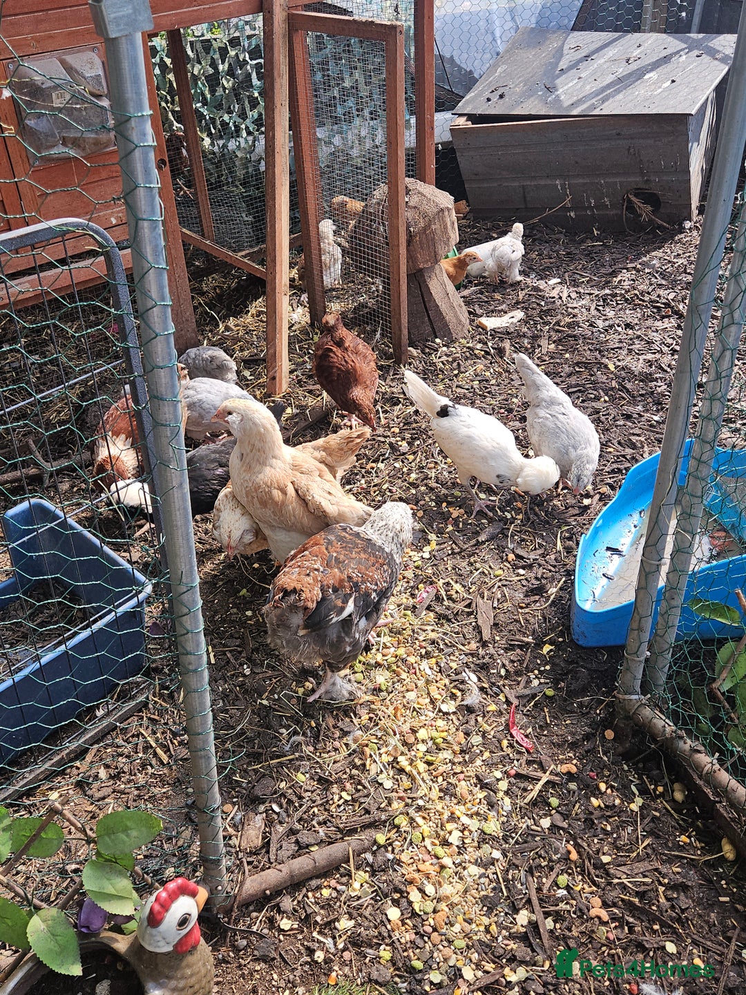 Chickens poultry for sale: Various breeds of chickens  - Image 5