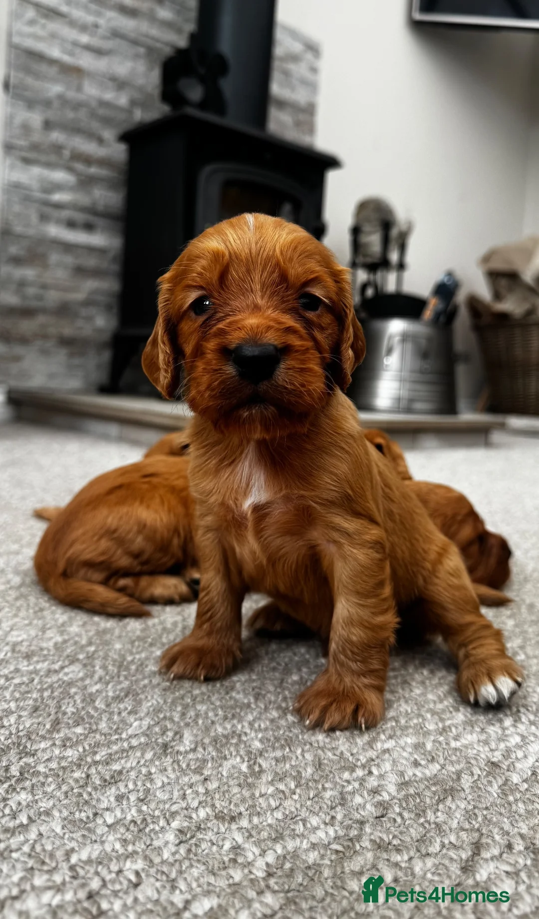 Cocker Spaniel dogs for sale: Outstanding Boys - Advert 2
