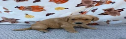 Golden Retriever dogs for sale: Beautiful golden retriever puppies - Advert 25