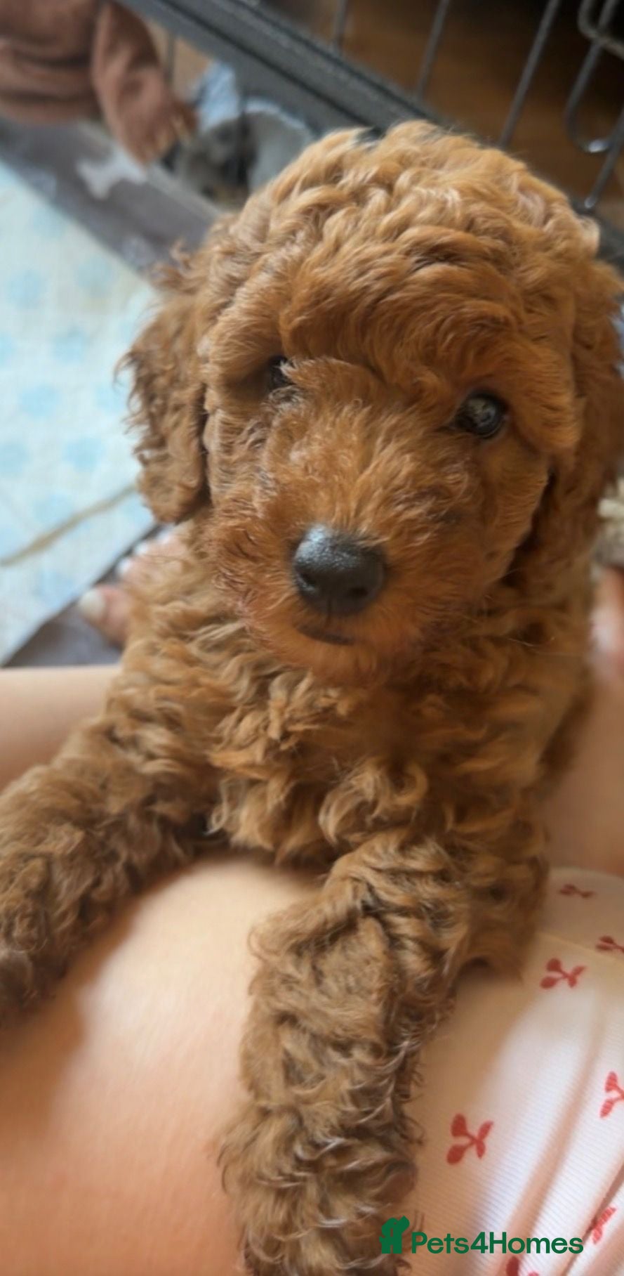 Miniature Poodle dogs 2 beautiful red  miniature poodle girls  - Advert 2