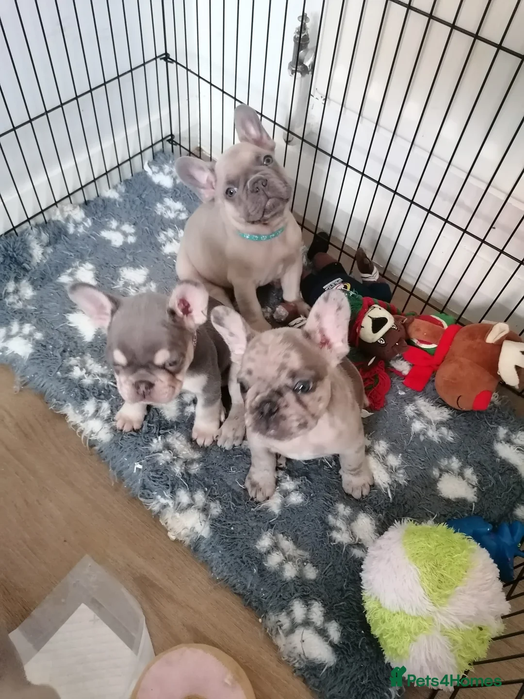 French Bulldog dogs for sale: Adorable French Bulldog Puppies - Advert 1