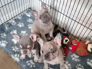 French Bulldog dogs Adorable French Bulldog Puppies - Advert 1