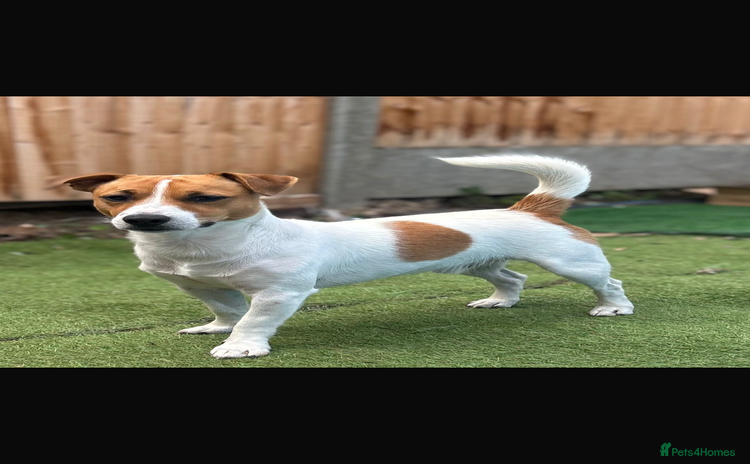 Jack Russell dogs - Advert 10