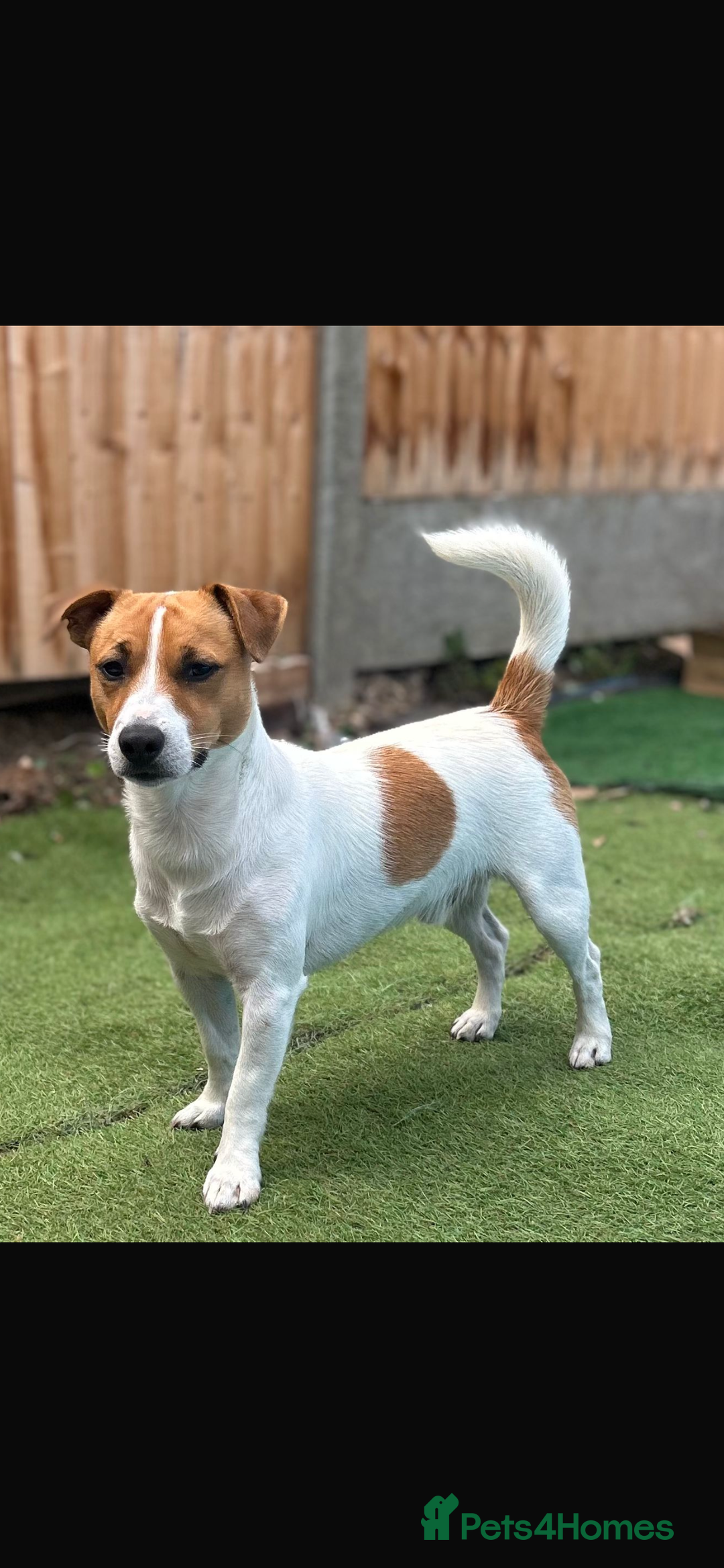 Jack Russell dogs for stud: Jack russel for stud - Image 1