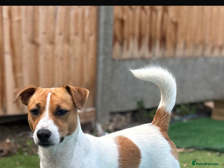 Jack Russell dogs - Advert 6