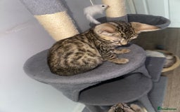 Bengal cats for sale: Stunning Bengal kittens - Image 17
