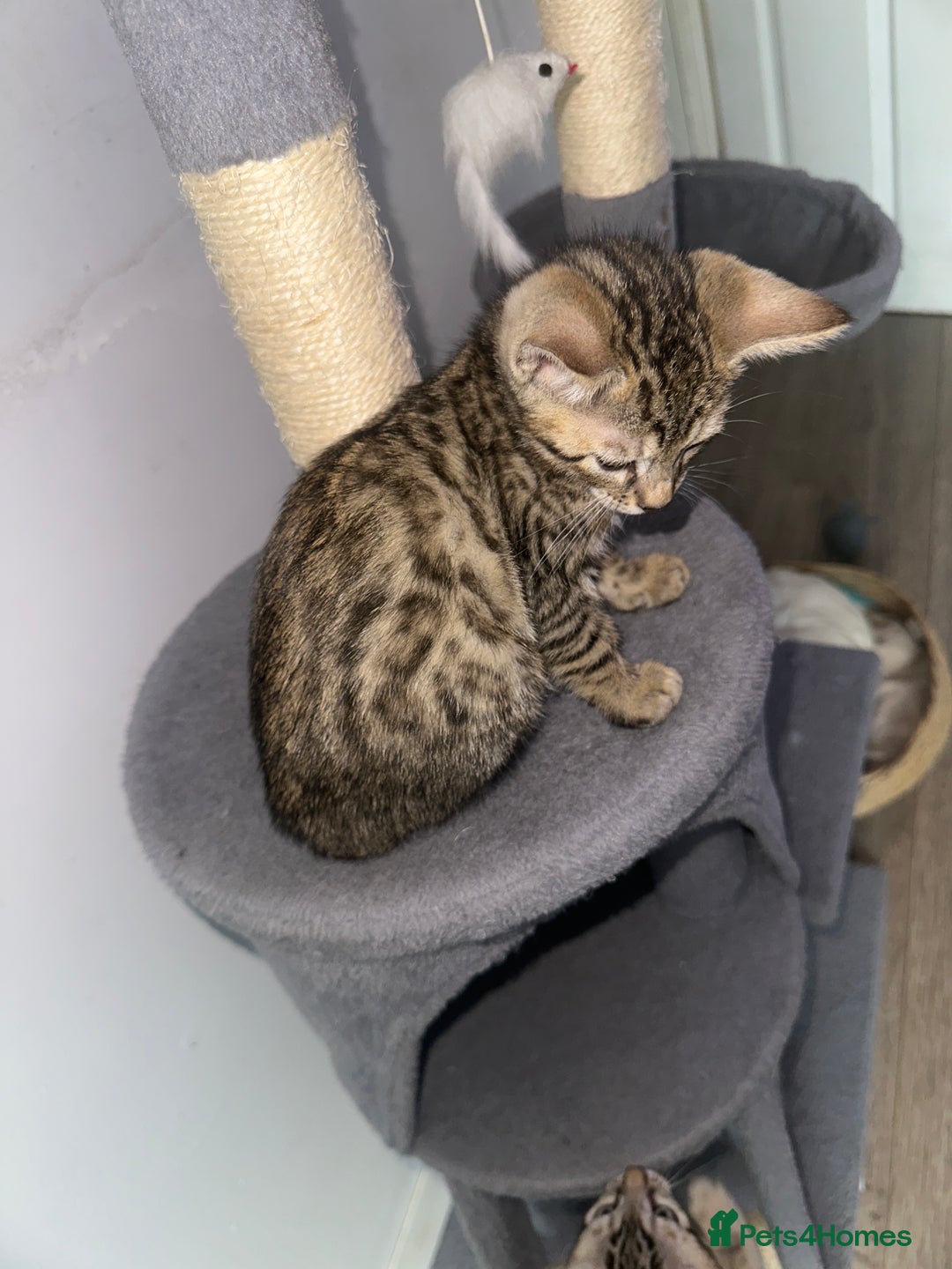 Bengal cats for sale: Stunning Bengal kittens - Image 17