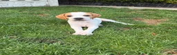 Pointer dogs for sale: Pointer pups | Working & Champion Bloodlines  - Advert 5