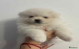 Pomeranian dogs for sale: Pomeranian Puppy  - Image 3