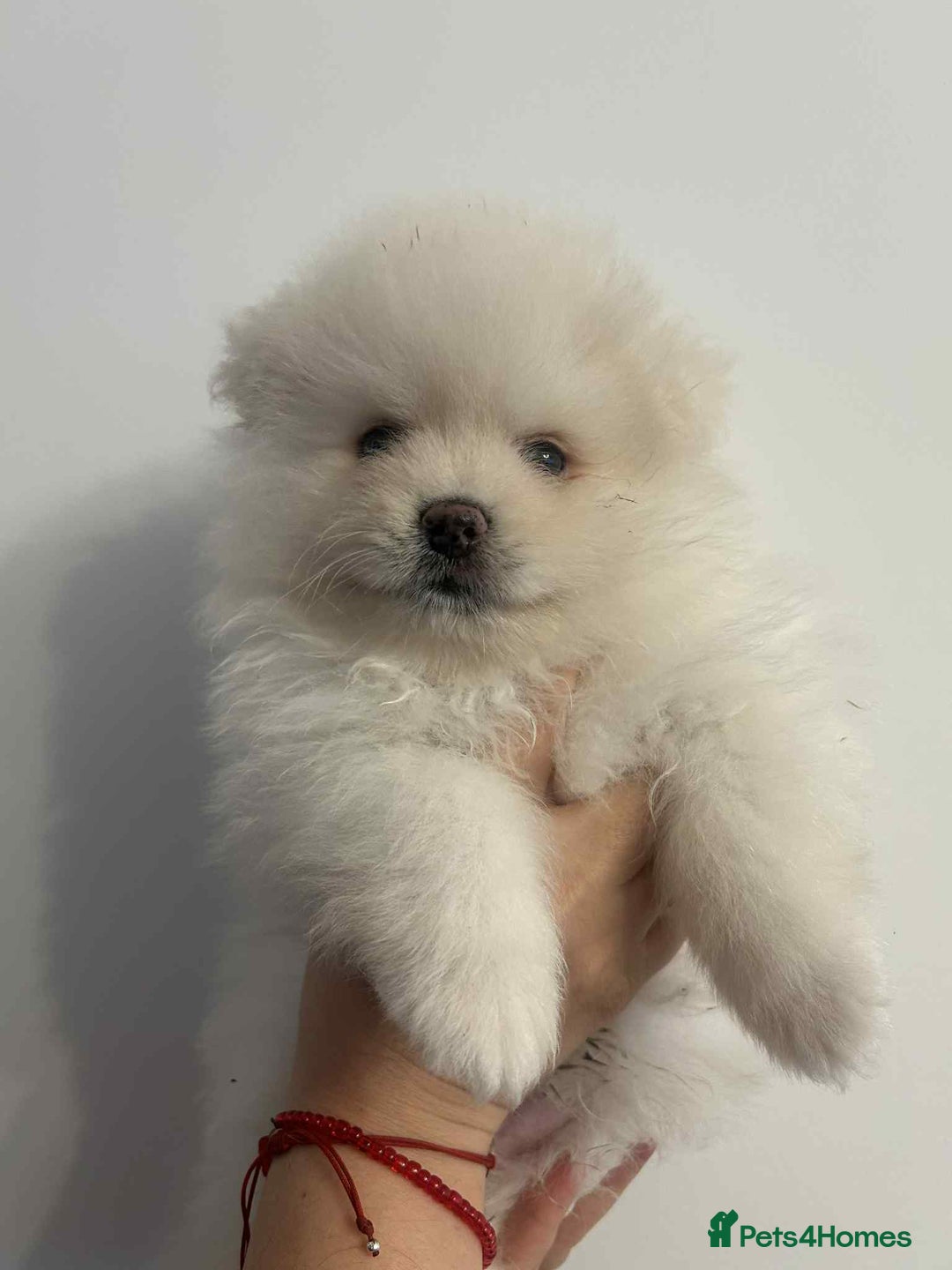 Pomeranian dogs for sale: Pomeranian Puppy  - Image 3