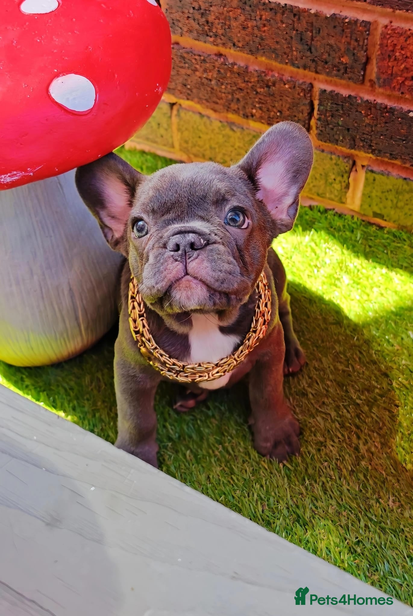 French Bulldog dogs French bulldog  - Advert 7