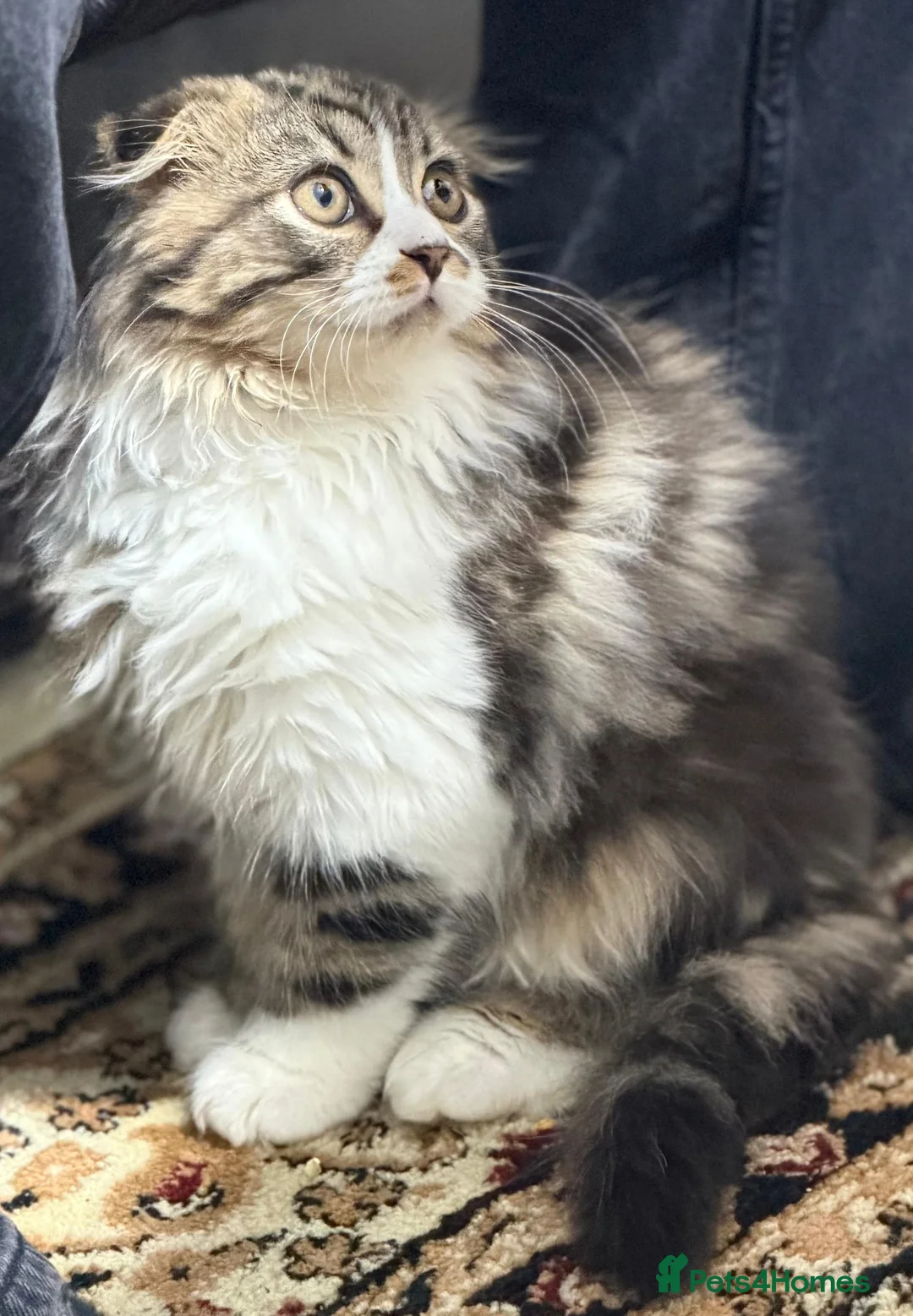Mixed Breed cats for sale: Scottishfold longhair Maine coon kitte in Leeds - Advert 1