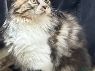 Mixed Breed cats Scottishfold longhair Maine coon kitte in Leeds - Advert 17