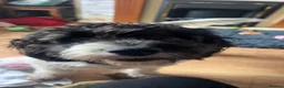 Mixed Breed dogs for sale: beautiful female cockapoo x springer spaniel in Stafford - Advert 11