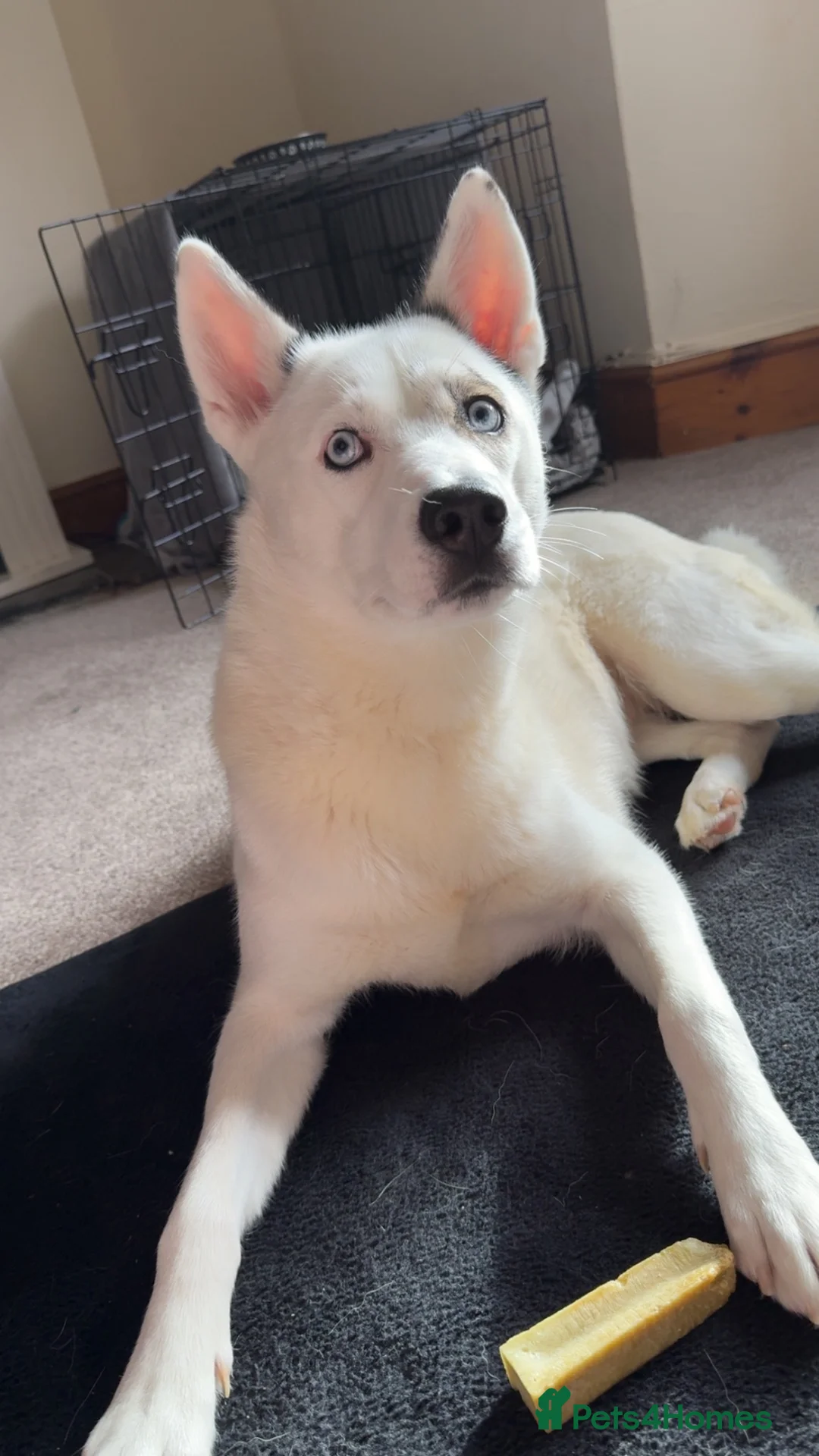 Siberian Husky dogs for sale: 1 year old Siberian husky - Advert 4