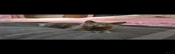 Mixed Breed cats for sale: Beautiful kittens looking for their forever homes - Advert 14