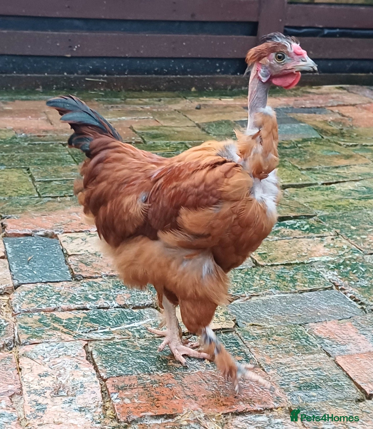 Chickens poultry Young naked neck cockerel - Advert 23