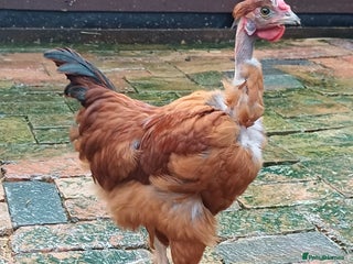 Chickens poultry Young naked neck cockerel - Advert 21