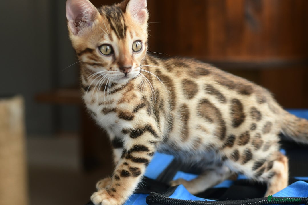 Bengal cats for sale: Show quality Bengal kittens available  - Image 23
