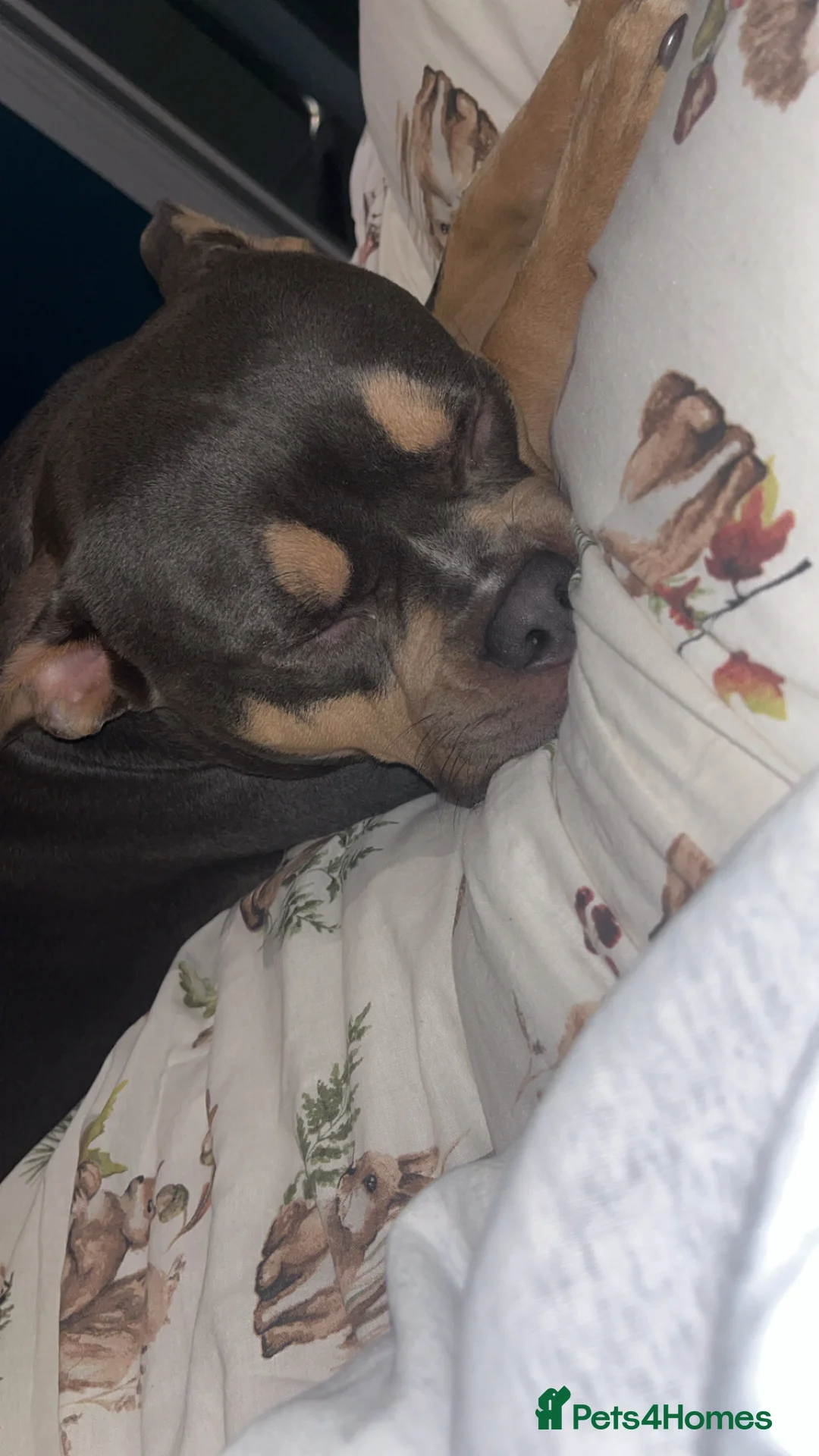 American Bully dogs for sale: Dolcee- American Bully- 1 year old - Advert 3