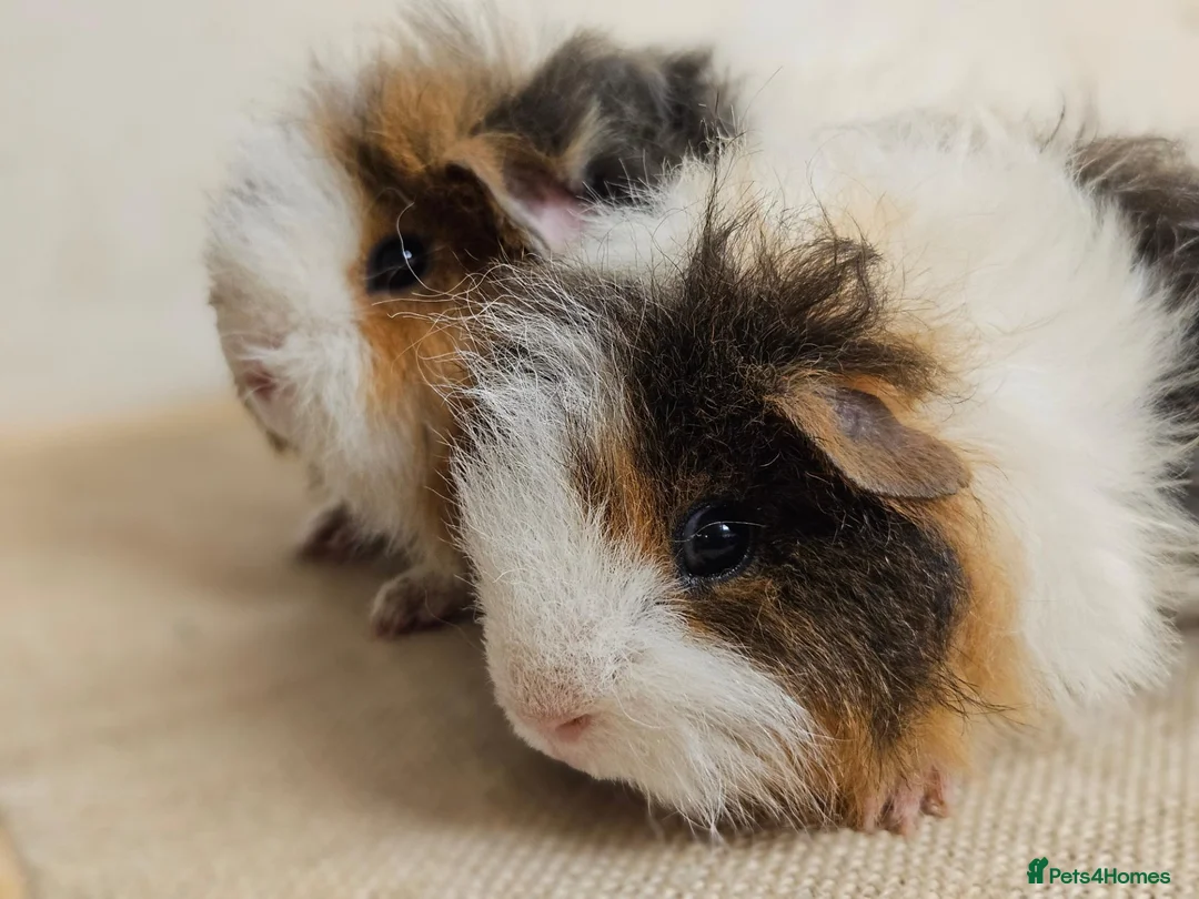 Guinea Pig rodents for sale: Baby female longhaired guinea pigs - Advert 4