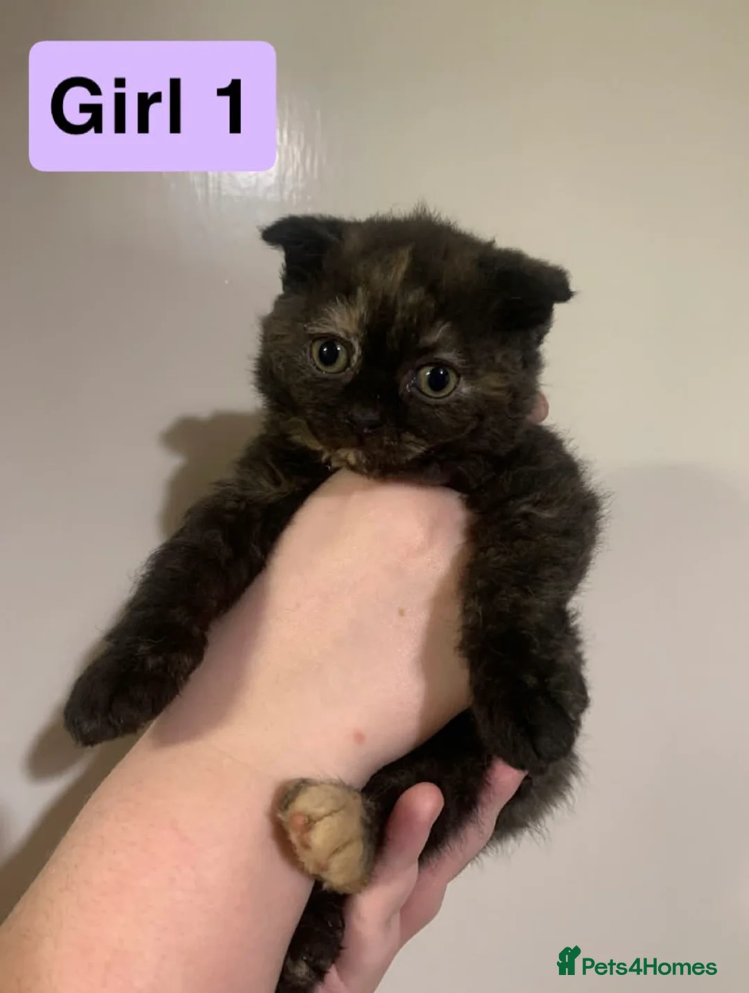 Scottish Fold cats for sale: RARE & UNIQUE Selkirk Rex Scottish Fold kittens! - Advert 2