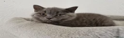 British Shorthair cats for sale: Stunning GCCF reg kittens ready to leave now! - Advert 7