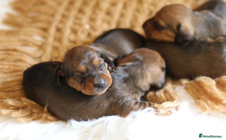 Miniature Dachshund dogs - Advert 3