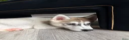 Siberian Husky dogs for sale: Male grey/white Husky puppy for sale - Advert 10